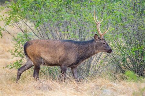The Sika Deer Everything There Is To Know About This Exotic Species ⋆