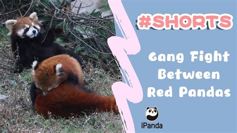 Gang Fight Between Red Pandas Ipanda Shorts Youtube