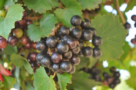 Noble Muscadine Muscadine Plants Isons Nursery And Vineyard