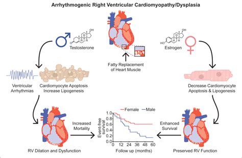 effects of sex hormones in arrhythmogenic right ventricular download scientific diagram
