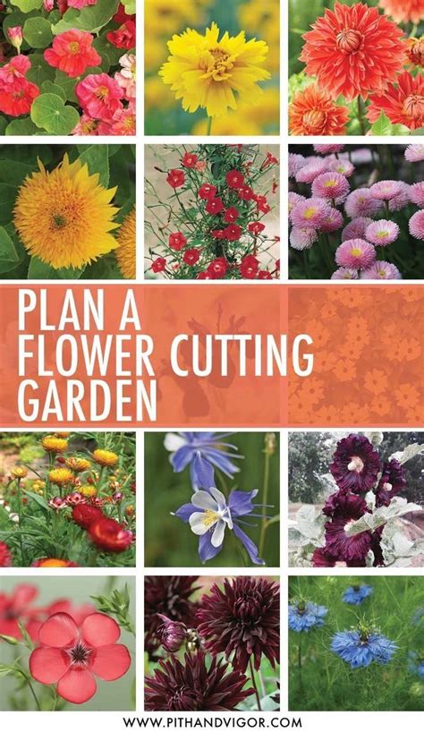 Pin On Flower Garden For Beginners