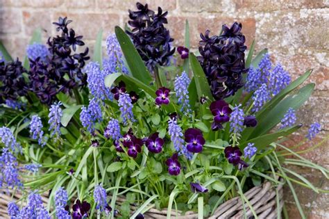 How To Grow Grape Hyacinths Muscari Bbc Gardeners World Magazine