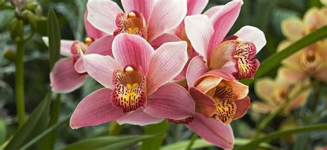 The mississippi river is in this continent. Wedding flowers in Italy: Cymbidium