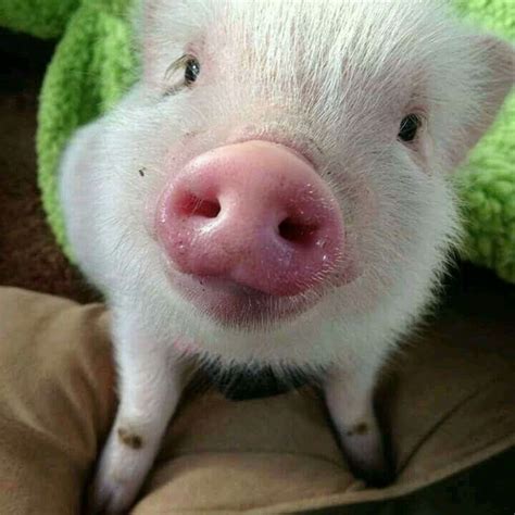 603 Best Images About Pretty Pigs On Pinterest Happy Pig Pot Belly