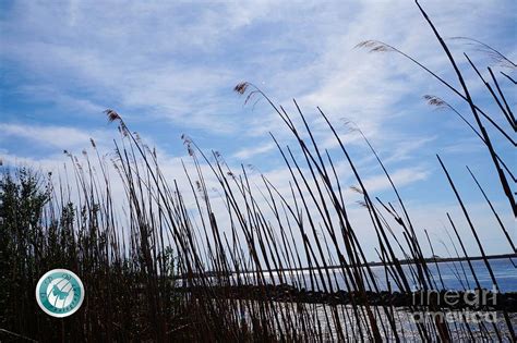 Reeds In The Wind Photograph By Jannice Perdomo Walker Fine Art America