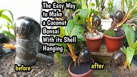 Cara aplikasi zpt air kelapa untuk memacu pertumbuhan akar tanaman. CARA MUDAH MEMBUAT BONSAI KELAPA BATOK NUNGGING - YouTube
