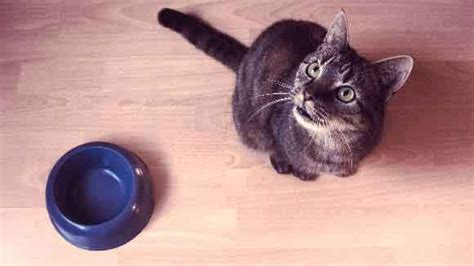 This is usually the case when your cat makes just be sure to provide them with enough water throughout the day. Why Is My Cat Throwing Up After Eating? | PetCareRx