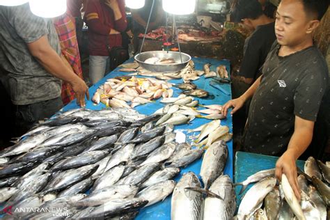 Jelang Besaran Penjualan Ikan Di Pasar Tradisional Bojonegoro Hot Sex
