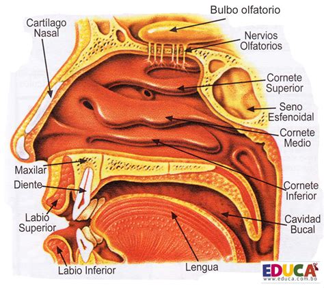 Sintético 94 Foto Estructura Anatomica Del Sentido Del Olfato Alta