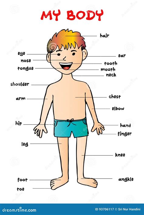 My Body` Educational Info Graphic Chart For Kids Stock Vector