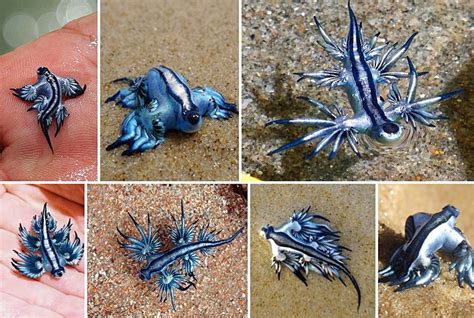 Glaucus Atlanticus Common Names Sea Swallow Blue Glaucus Blue Dragon