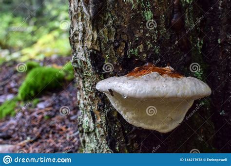 Wild White Mushroom Agaricus Bisporus Growing On The Surface Of A