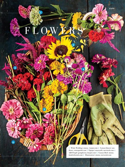 But it is lovely to have home grown vegetables and salad , so the post on wednesday will be all about growing vegetables from seed, see you then. Easy to grow Flowers from seeds | Easy to grow flowers ...
