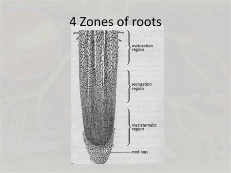 Ppt Roots Powerpoint Presentation Free Download Id2478723