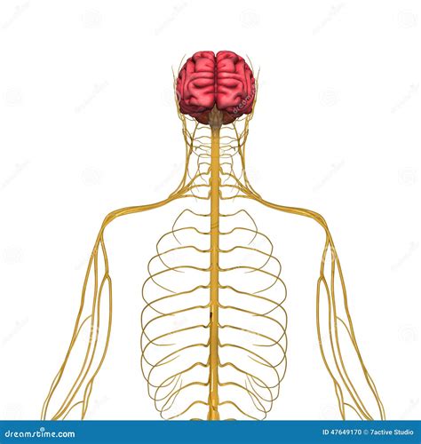 Cerebro Y Sistema Nervioso Stock De Ilustraci N Ilustraci N De Espinal