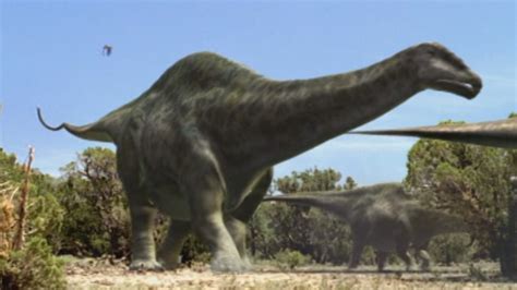 The findings do not support this and debunked this speculation. Apatosaurus - Walking With Wikis - the free Walking with ...