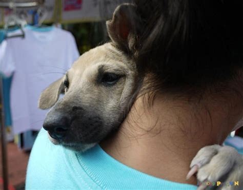 Tiernas Fotos De Perros Abrazando A Sus Respectivos Dueños