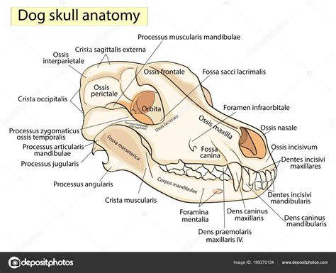 강아지의 해골입니다 머리 해 부 디자인의 뼈의 구조 라틴어 — 스톡 벡터 ©
