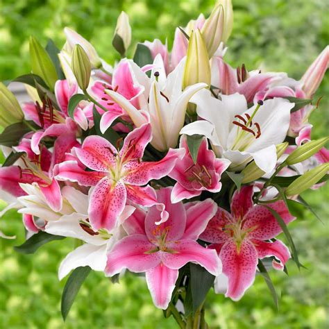 Longfield Gardens 16 Cm To 18 Cm Oriental Mix Lily Bulbs 30 Pack