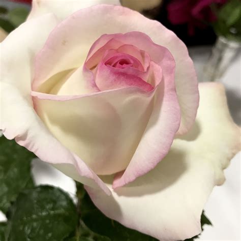 White Rose With Pink Edges Photo By Ashni J Karan Rose Wedding