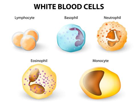 Blood Cells Types