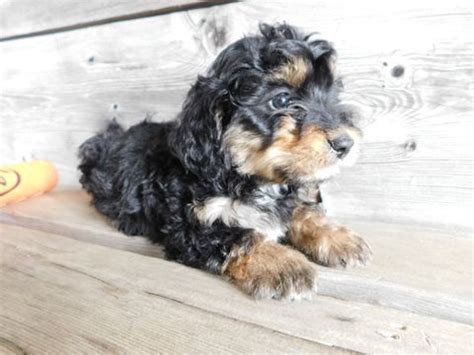 Puppy stars are extra special puppies with beautiful markings, gorgeous coat and that measure of quality that old time dog breeders called the look of eagles. Miniature Bernedoodle puppy for sale in MILLERSBURG, OH ...