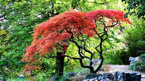 A Japanese Maple Tree In Rock Garden Stock Image Image Of Autumn