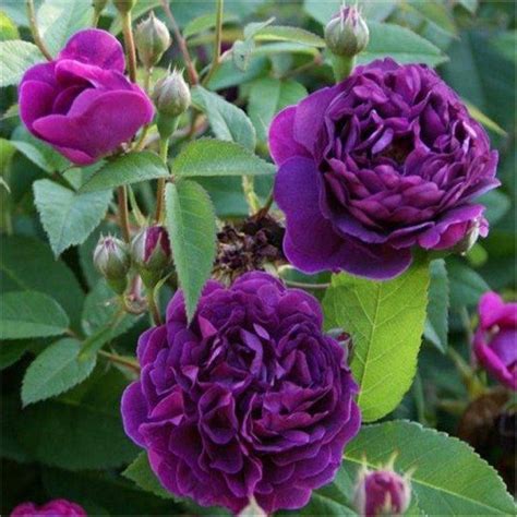 Rose Reine Des Violetta Hybrid Perpetual Bourbon Bush Rose Garden