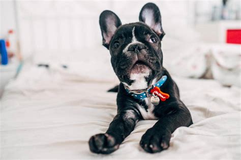 3 Ways To Treat Common French Bulldog Allergies At Home Petlity