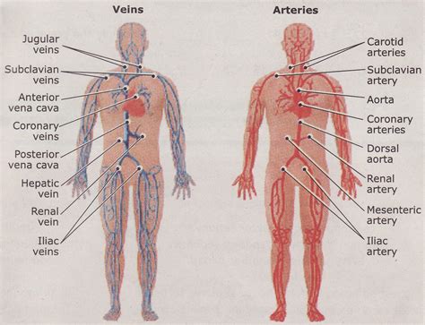 Human Body Veins And Arteries Diagram Diagram Media Images And Photos