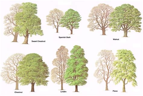 Types Of Trees Medway Valley Line