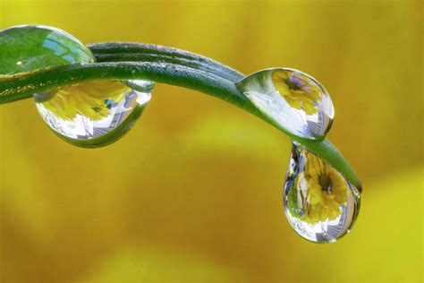 Dew Drop Reflecting Flowers Photograph By Darrell Gulin Pixels