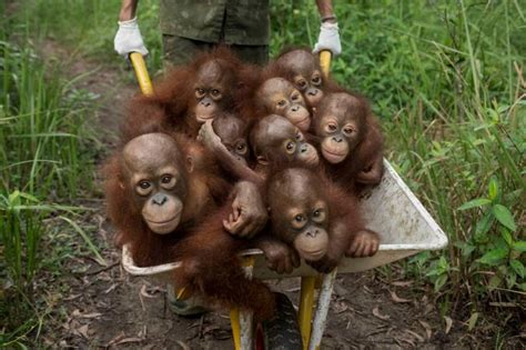 Young Orangutans Image National Geographicphoto Of The Day Animal