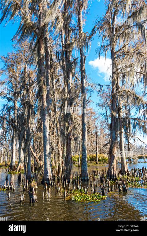 Cypress Swamp In Winter Hi Res Stock Photography And Images Alamy