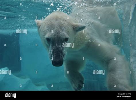 Polar Bear Swimming Stock Photo Alamy