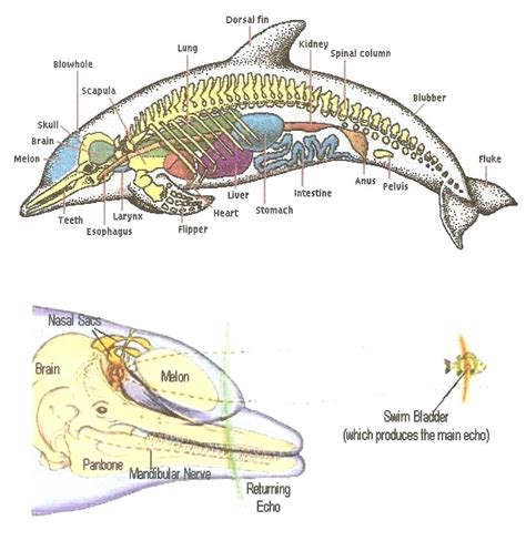 Dolphin Parts Diagram