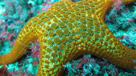 Starfish Sydney Australia Starfish Diving Scuba Diving