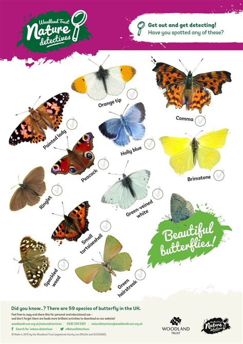 Image Result For British Butterfly Spotting Sheet Wood Butterfly