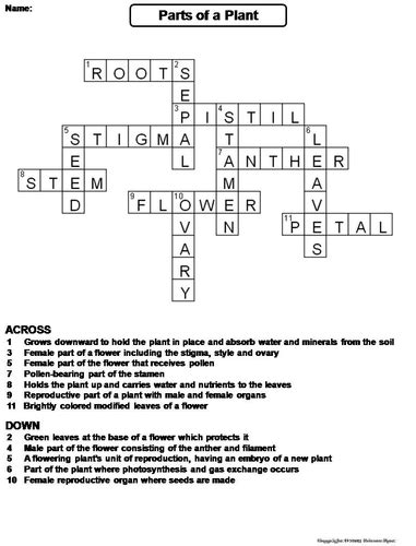 Parts Of A Plant Crossword Puzzle Teaching Resources