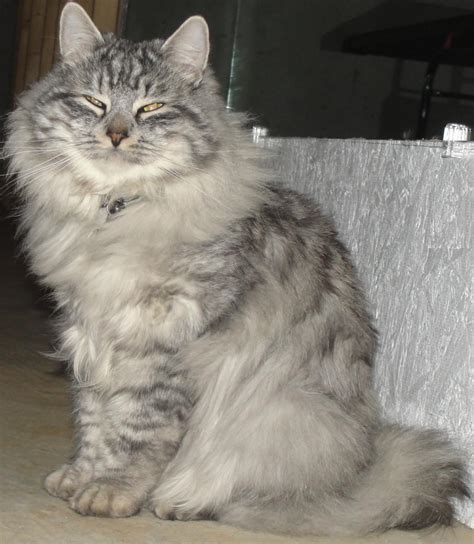 Siberian Cats King Siberian Cat