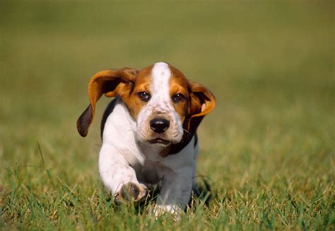 Basset hound pups try to take towel from owner. Basset Hound Puppies Photos,Breed Information,Dog Photos
