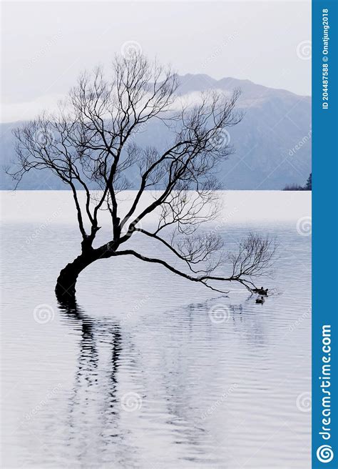 The Famous Wanaka Tree Or Lonely Tree Of Wanaka At Lake Wanaka South