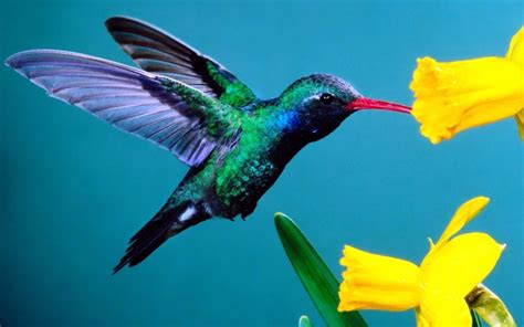 Wallpaper Flowers Hummingbirds Beak Flower Background