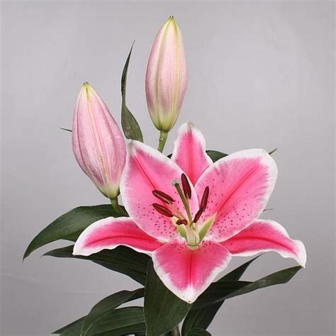 Lily Oriental Charming Cm Wholesale Dutch Flowers Florist