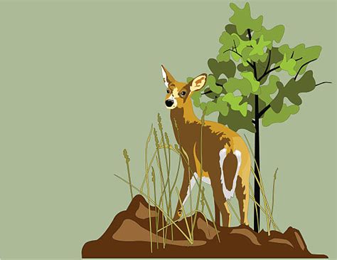 Best Whitetail Deer Illustrations Royalty Free Vector Graphics And Clip