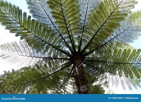 Close Up Of Silver Fern Tree From Below Stock Image Image Of Plant
