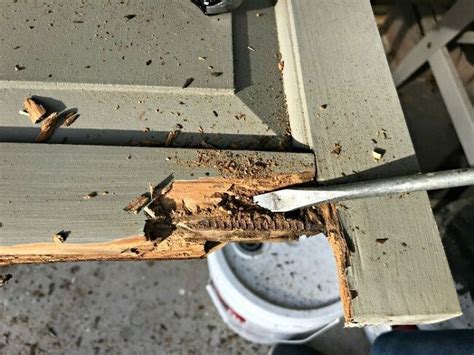 But he said that wood doesn't breed that. How to Repair Wood Damage With Bondo DIY (With images ...