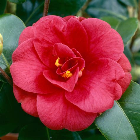 Add it to christmas floral arrangements, or use as a filler in winter wedding bouquets. camellia - RHS | Winter flowering shrubs, Camellia flower ...