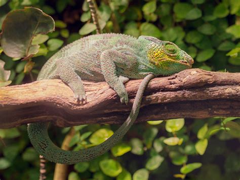 Chameleon Sleeping Habits - How Much Do Chameleons Sleep? - VIVO Pets