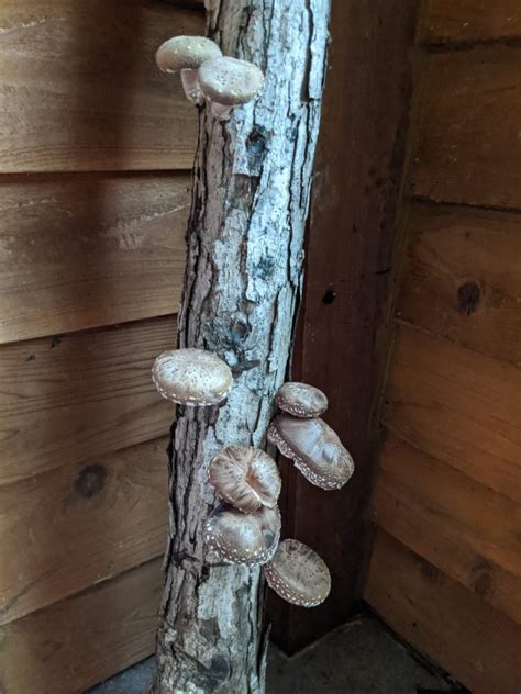 Forcing Shiitake Mushroom Logs To Fruit North Carolina Cooperative